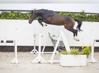 KWPN, Hengst, 2 Jahre, Brauner