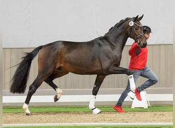 KWPN, Hengst, 2 Jahre, Dunkelbrauner