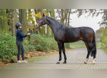 KWPN, Hengst, 2 Jahre, Dunkelbrauner