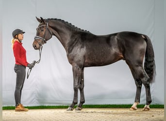 KWPN, Hengst, 2 Jahre, Dunkelbrauner