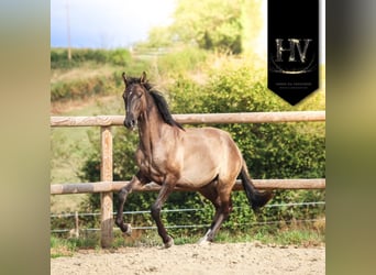 KWPN, Hengst, 2 Jahre, Grullo