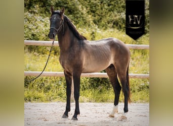 KWPN, Hengst, 2 Jahre, Grullo