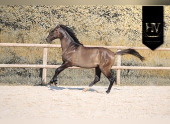 KWPN, Hengst, 2 Jahre, Grullo