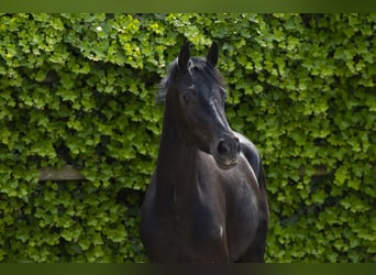 KWPN, Hengst, 3 Jaar, 157 cm, Zwartbruin