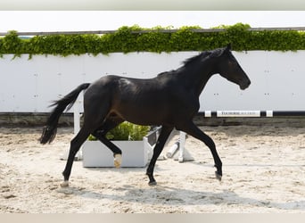 KWPN, Hengst, 3 Jaar, 157 cm, Zwartbruin