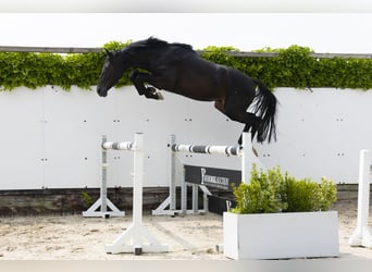 KWPN, Hengst, 3 Jaar, 157 cm, Zwartbruin