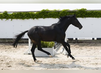 KWPN, Hengst, 3 Jaar, 157 cm, Zwartbruin