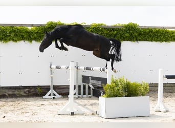 KWPN, Hengst, 3 Jaar, 157 cm, Zwartbruin