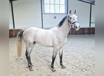 KWPN, Hengst, 3 Jaar, 159 cm, Schimmel