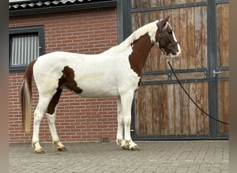 KWPN, Hengst, 3 Jaar, 160 cm, Gevlekt-paard
