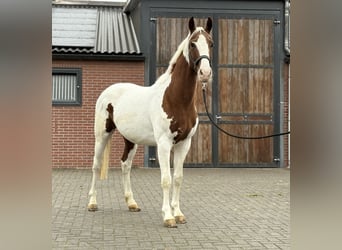KWPN, Hengst, 3 Jaar, 160 cm, Gevlekt-paard