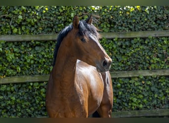 KWPN, Hengst, 3 Jaar, 160 cm
