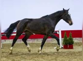 KWPN, Hengst, 3 Jaar, 161 cm, Bruin