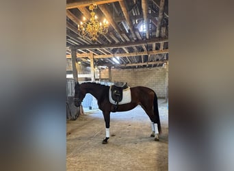 KWPN, Hengst, 3 Jaar, 162 cm