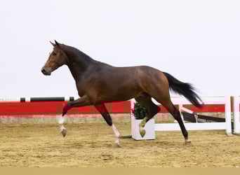 KWPN, Hengst, 3 Jaar, 163 cm, Bruin