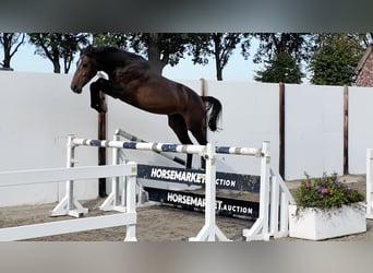KWPN, Hengst, 3 Jaar, 163 cm, Roodbruin