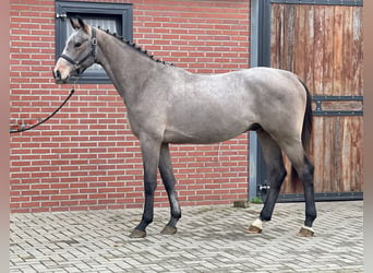 KWPN, Hengst, 3 Jaar, 163 cm, Schimmel