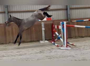 KWPN, Hengst, 3 Jaar, 163 cm, Schimmel