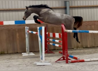 KWPN, Hengst, 3 Jaar, 163 cm, Schimmel