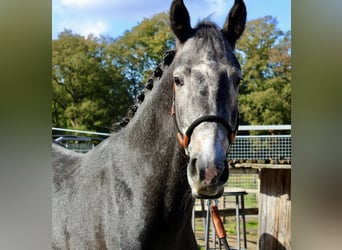 KWPN, Hengst, 3 Jaar, 163 cm, Schimmel