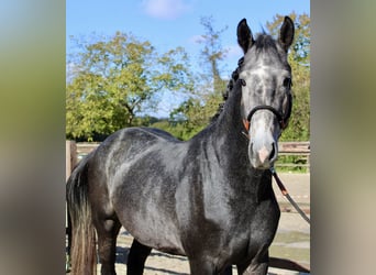 KWPN, Hengst, 3 Jaar, 163 cm, Schimmel