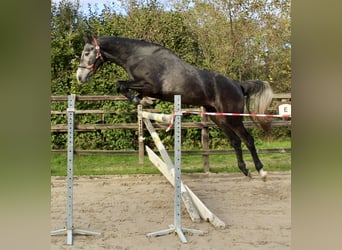 KWPN, Hengst, 3 Jaar, 163 cm, Schimmel