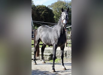 KWPN, Hengst, 3 Jaar, 163 cm, Schimmel