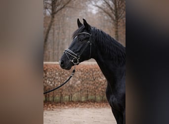 KWPN, Hengst, 3 Jaar, 163 cm, Zwart