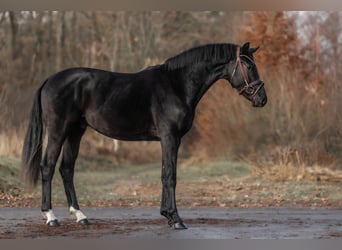 KWPN, Hengst, 3 Jaar, 163 cm, Zwart