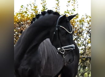 KWPN, Hengst, 3 Jaar, 163 cm, Zwartbruin