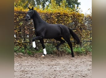 KWPN, Hengst, 3 Jaar, 163 cm, Zwartbruin