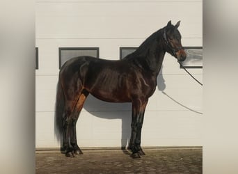 KWPN, Hengst, 3 Jaar, 164 cm, Donkerbruin