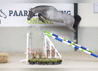 KWPN, Hengst, 3 Jaar, 164 cm, Schimmel