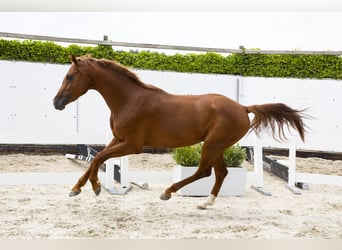 KWPN, Hengst, 3 Jaar, 164 cm, Vos