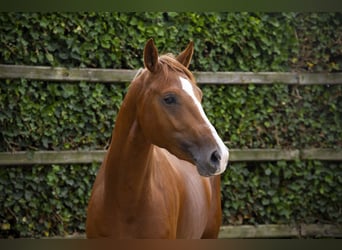 KWPN, Hengst, 3 Jaar, 164 cm, Vos