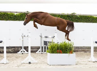 KWPN, Hengst, 3 Jaar, 164 cm, Vos