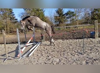 KWPN, Hengst, 3 Jaar, 165 cm, Blauwschimmel