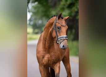 KWPN, Hengst, 3 Jaar, 165 cm, Bruin