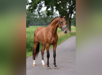 KWPN, Hengst, 3 Jaar, 165 cm, Bruin