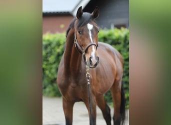 KWPN, Hengst, 3 Jaar, 165 cm, Bruin