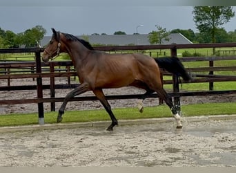 KWPN, Hengst, 3 Jaar, 165 cm, Bruin