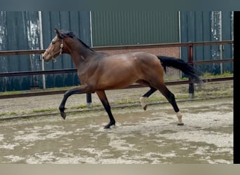 KWPN, Hengst, 3 Jaar, 165 cm, Bruin
