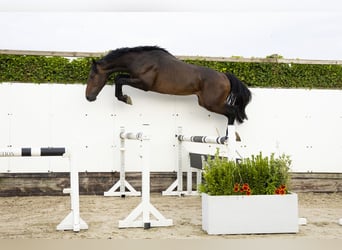 KWPN, Hengst, 3 Jaar, 165 cm, Bruin