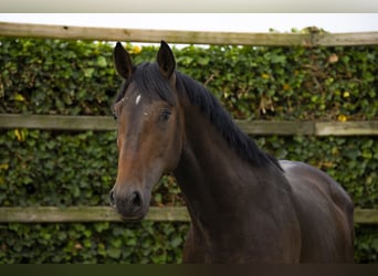 KWPN, Hengst, 3 Jaar, 165 cm, Bruin