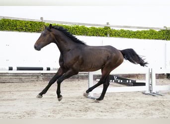 KWPN, Hengst, 3 Jaar, 165 cm, Bruin