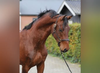 KWPN, Hengst, 3 Jaar, 165 cm, Bruin
