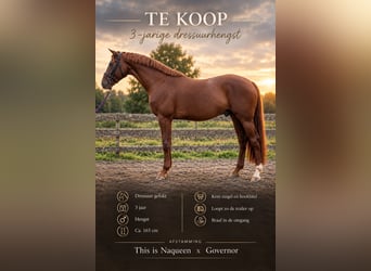 KWPN, Hengst, 3 Jaar, 165 cm, Donkere-vos