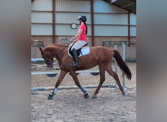 KWPN, Hengst, 3 Jaar, 165 cm, Donkere-vos