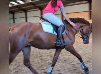KWPN, Hengst, 3 Jaar, 165 cm, Donkere-vos