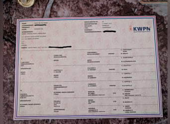 KWPN, Hengst, 3 Jaar, 165 cm, Donkere-vos